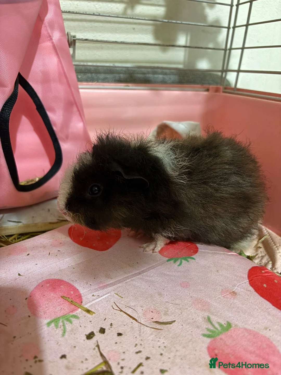Guinea Pig rodents for sale: Guinea pigs 3  - Advert 2