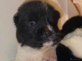 Akita dogs Beautiful American Akita Puppies 9 Boys 3 Females - Advert 6