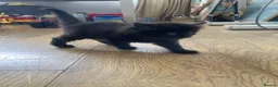 Mixed Breed cats for sale: Ragdoll x kittens  - Advert 14