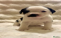 Mixed Breed dogs for sale: Staffy cross Cane corso  - Image 2