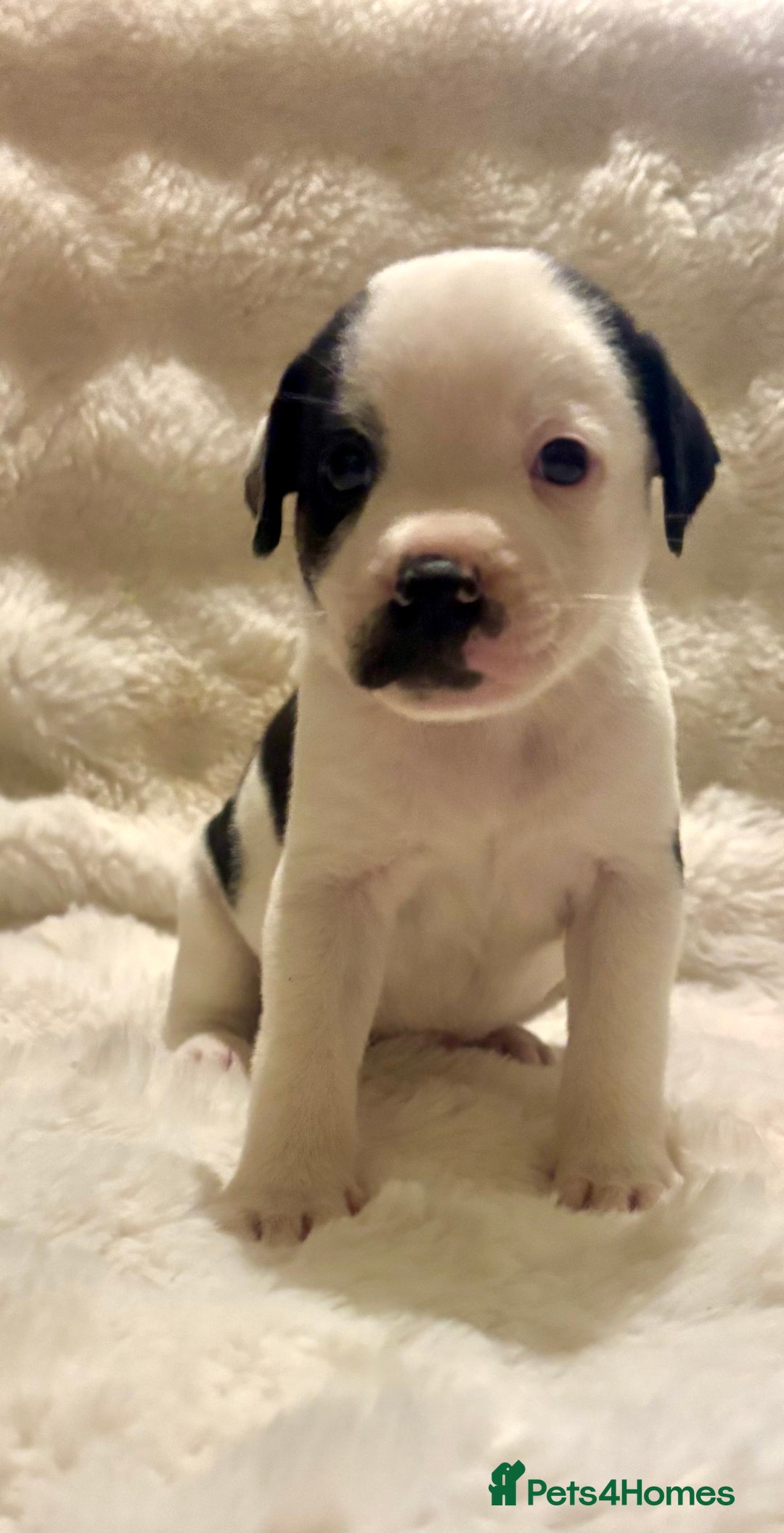 Mixed Breed dogs for sale: Staffy cross Cane corso  - Image 2