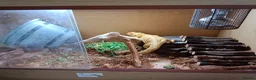 Bearded Dragon reptiles for sale: Bearded dragon 4ft tank lights and thermostat  in Telford - Advert 3