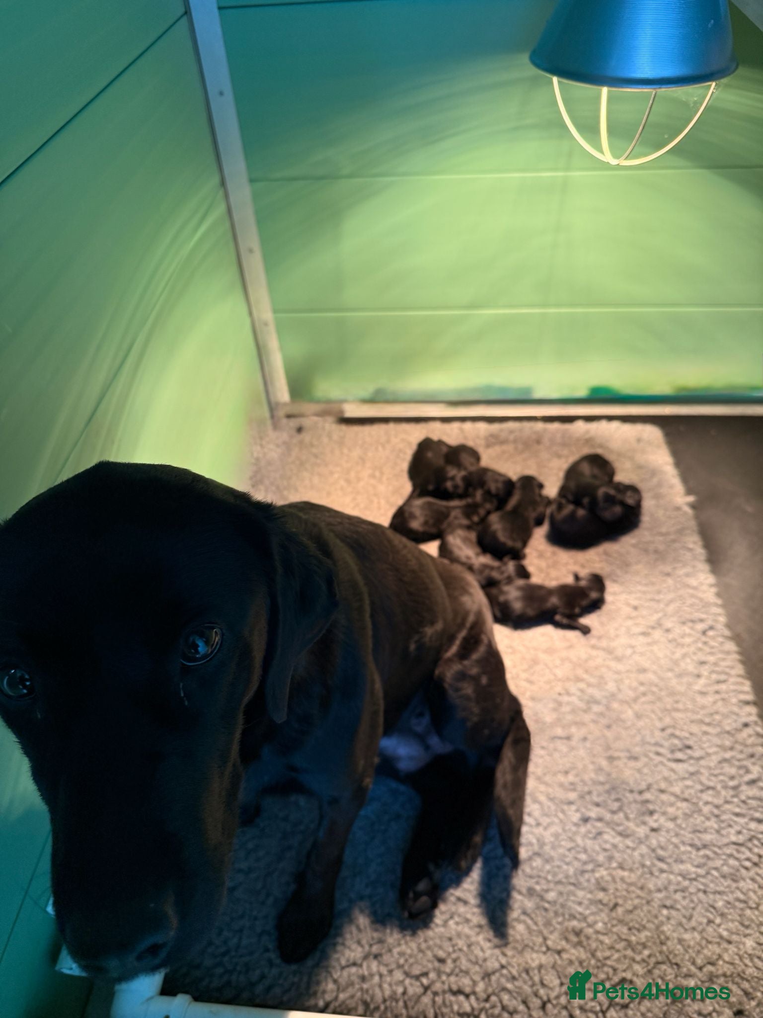 Labrador Retriever dogs for sale: KC Registered Black Labrador puppy-6 female 2 male - Advert 11