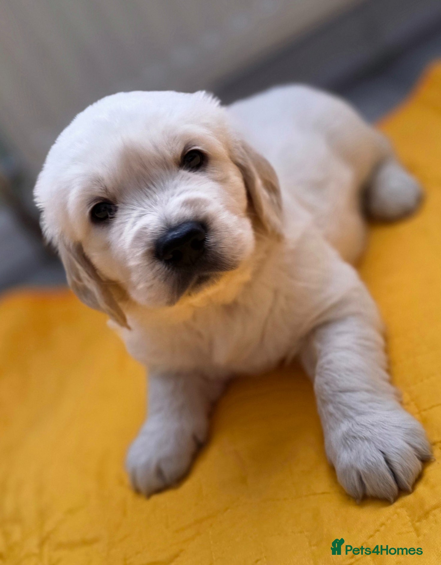 Golden Retriever dogs Golden Retriever Puppies - Advert 2