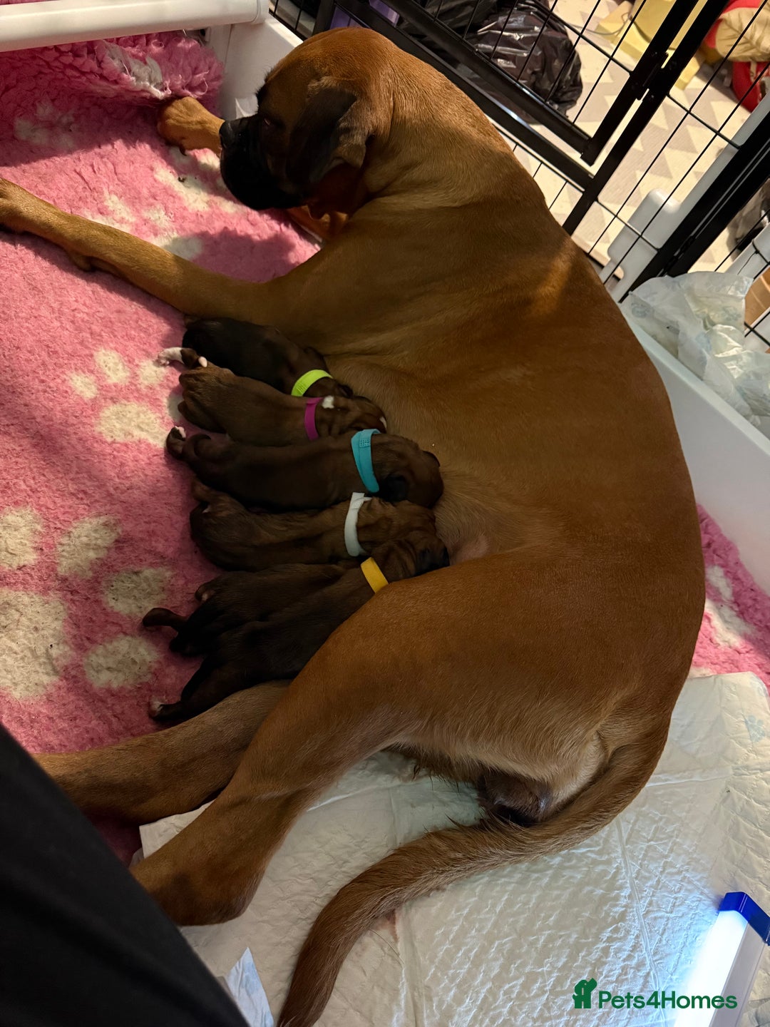 Boxer dogs for sale: Boxer Puppies KC registered  - Image 10