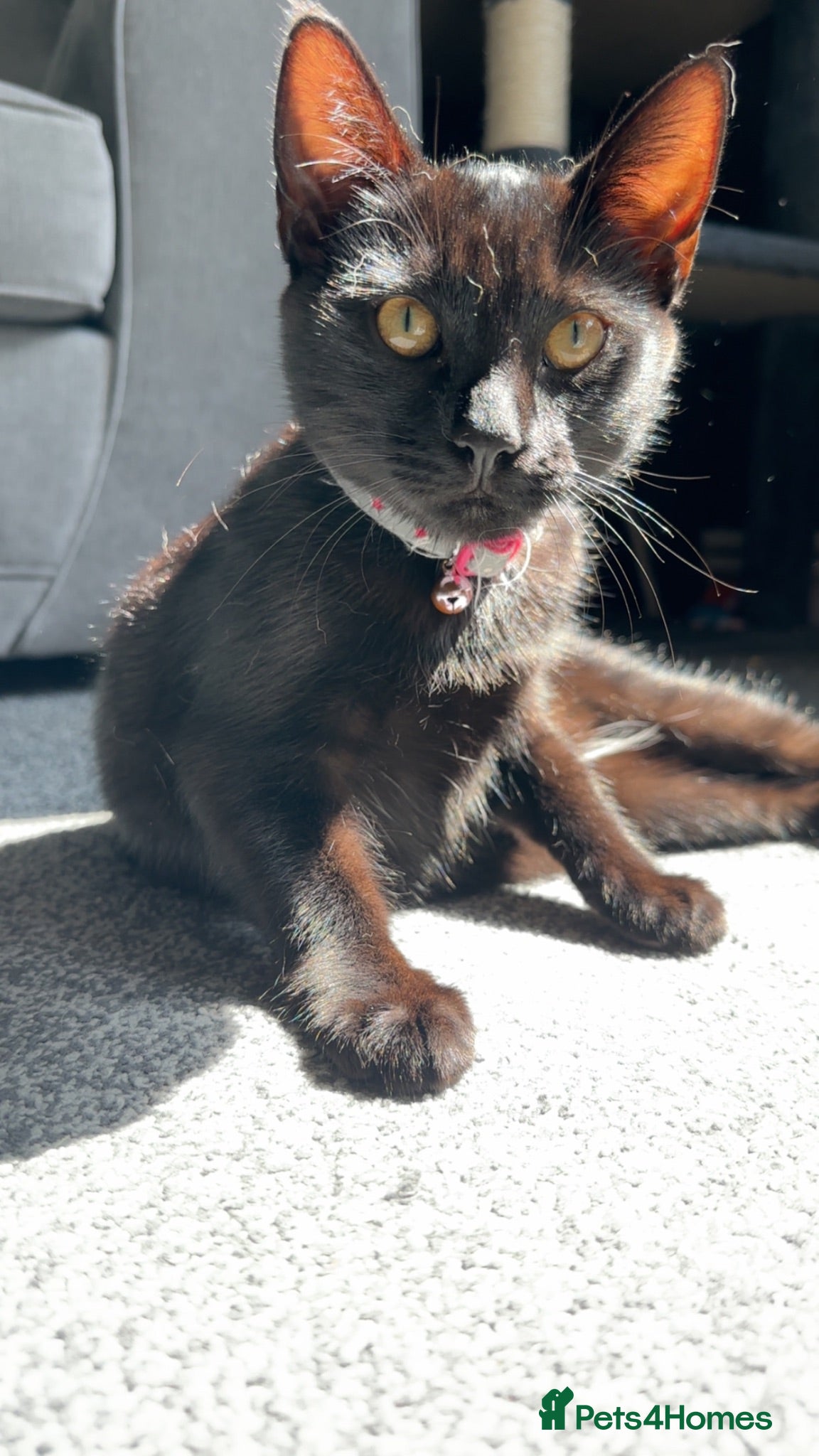 Mixed Breed cats Beautiful girl Lady - Advert 16