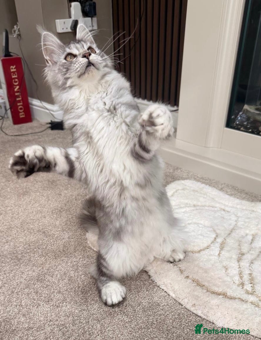 Maine Coon cats Black Silver tortie Polydactyl Maine Coon Active - Advert 1