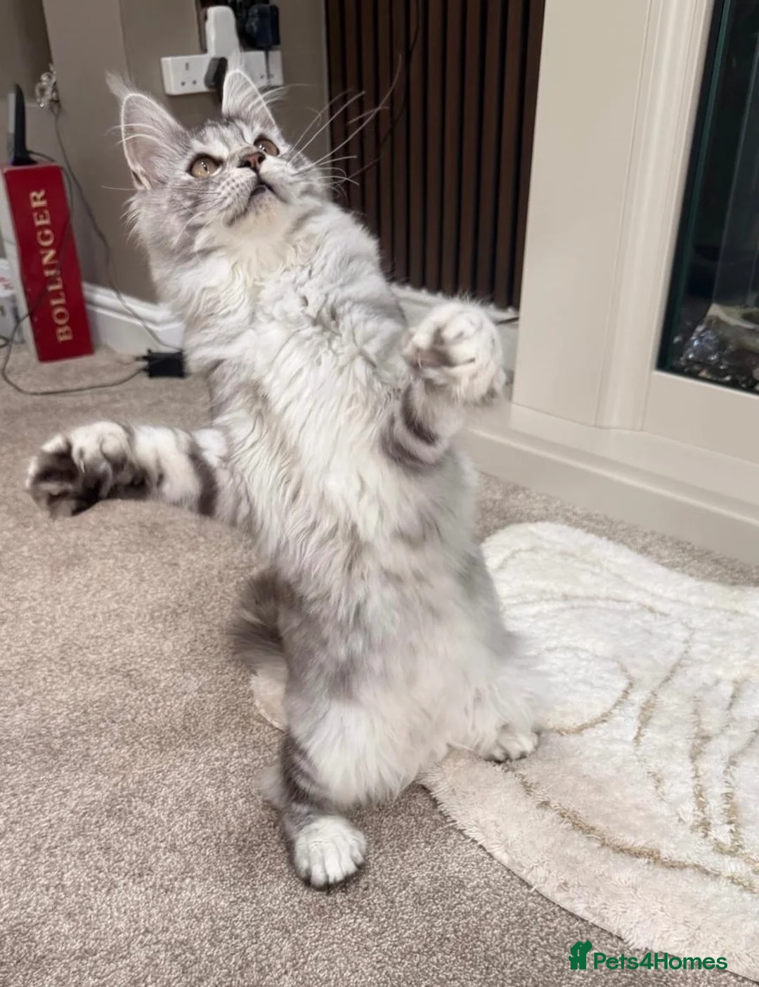 Maine Coon cats for sale: Black Silver tortie Polydactyl Maine Coon Active - Advert 2