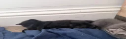 British Longhair cats for sale: Gorgeous British longhair Kittens - Advert 6