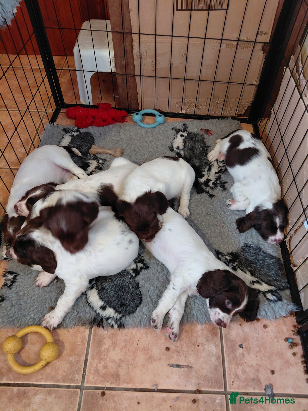 English Springer Spaniel dogs for sale: English Springer Spaniel  - Advert 1
