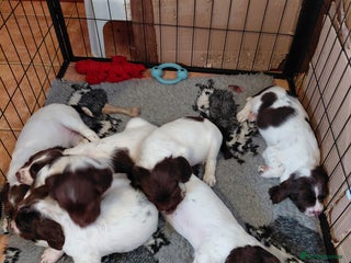 English Springer Spaniel dogs English Springer Spaniel - Advert 1