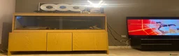 Bearded Dragon reptiles for sale: Bearded dragon free with the vivarium all included in Aberdeen - Advert 9