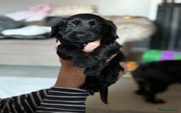 Cocker Spaniel dogs for sale: 3 Adorable kc reg working cocker spaniel puppies  - Image 19