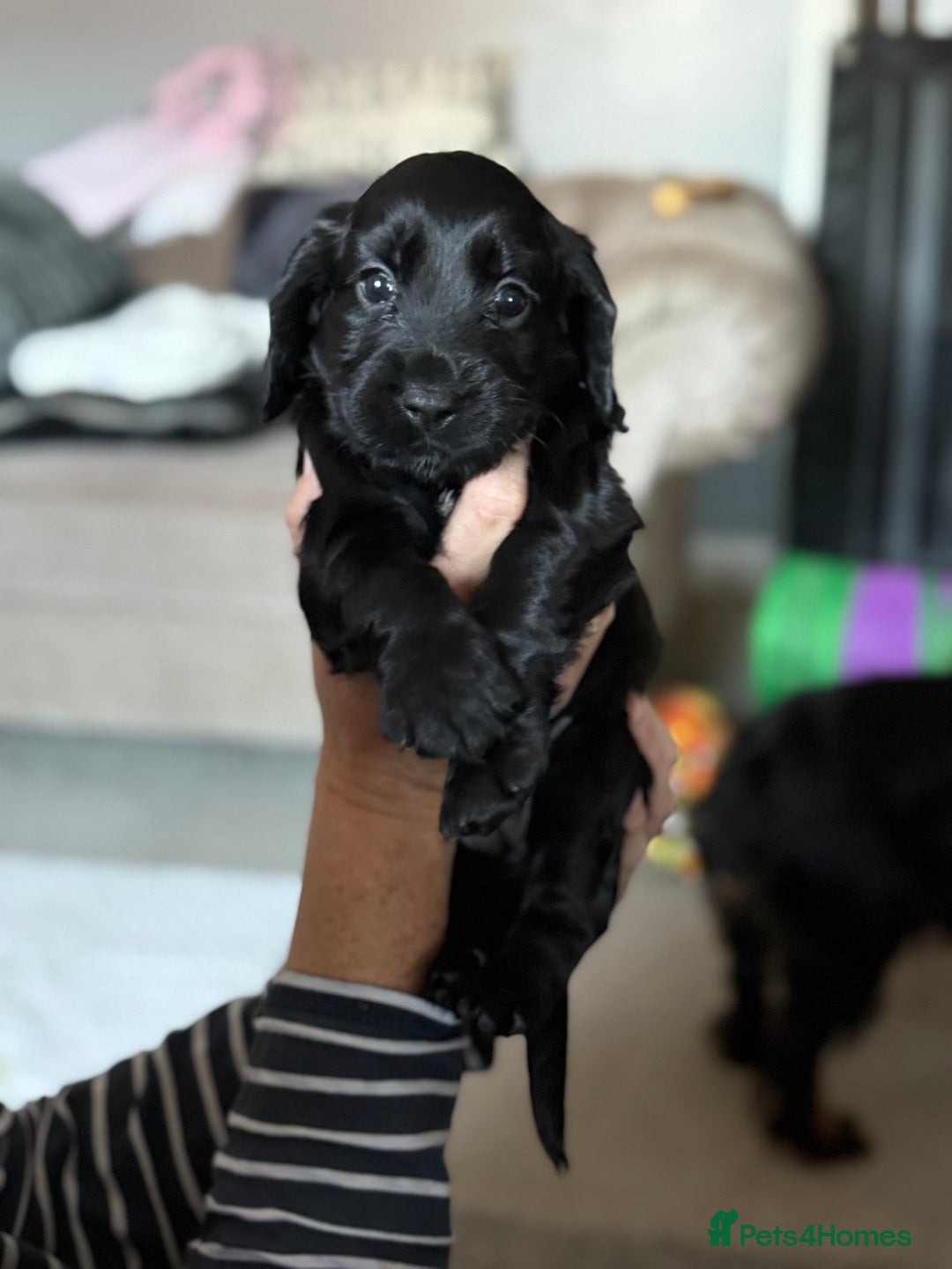 Cocker Spaniel dogs for sale: 3 Adorable kc reg working cocker spaniel puppies  - Image 19