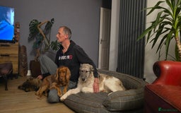 Mixed Breed dogs for adoption: Perfect PICKLE - Image 18