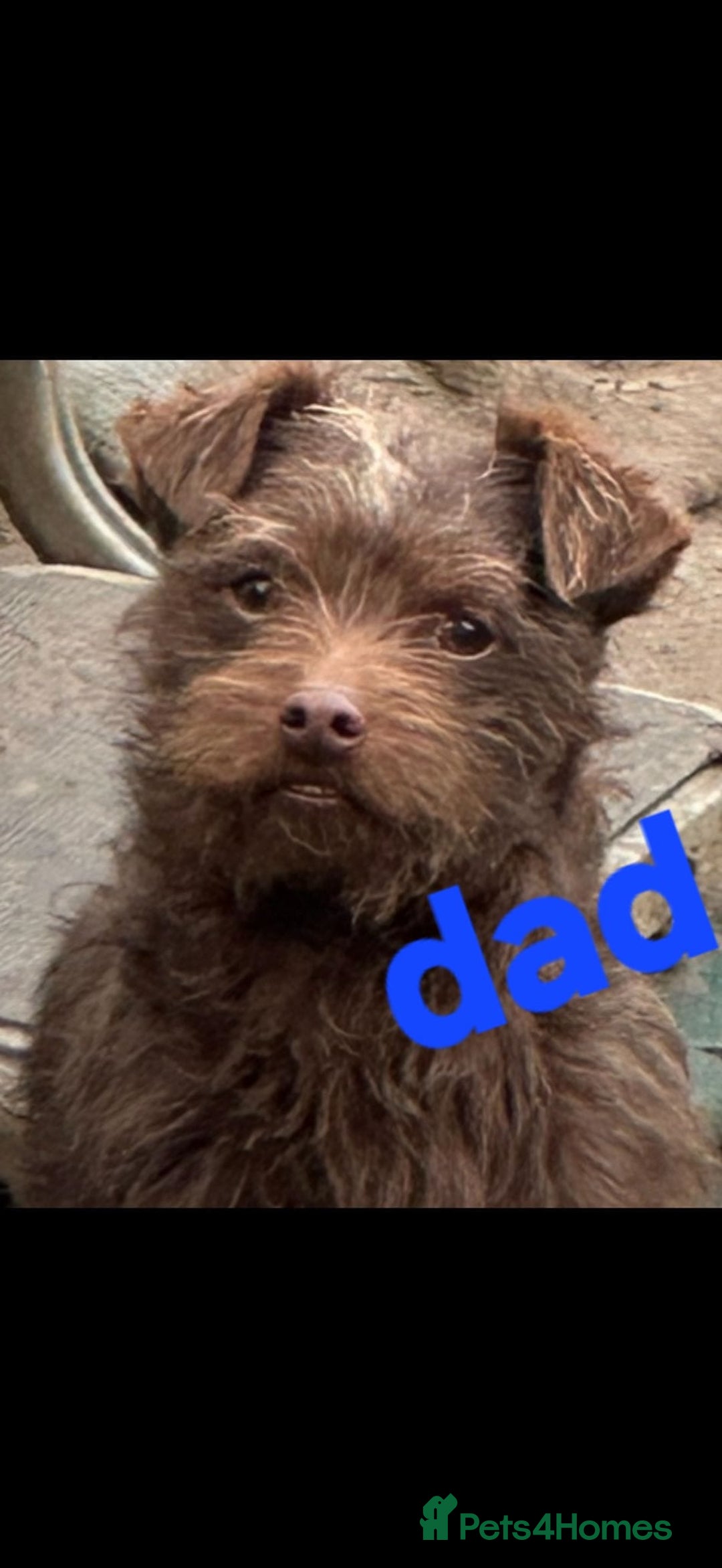 Patterdale Terrier dogs for sale: Patterdale terrier puppies for sale  - Advert 6