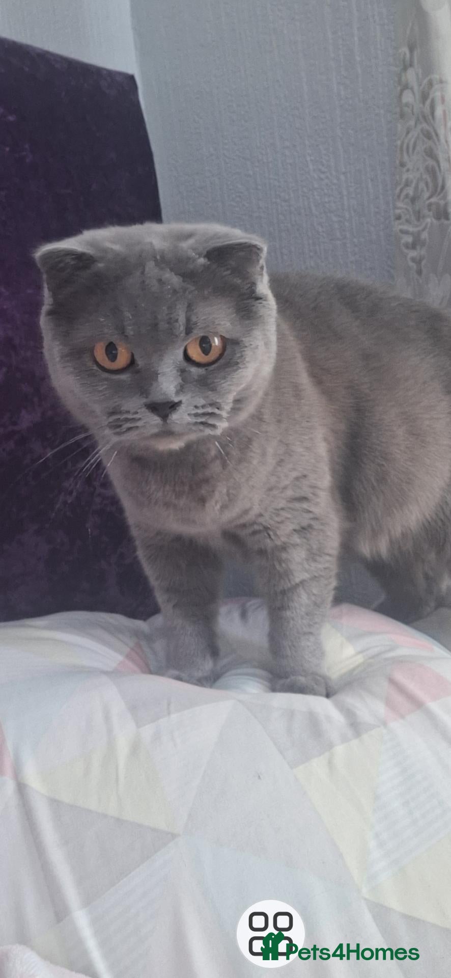 Scottish Fold cats Schotis fold  - Advert 3