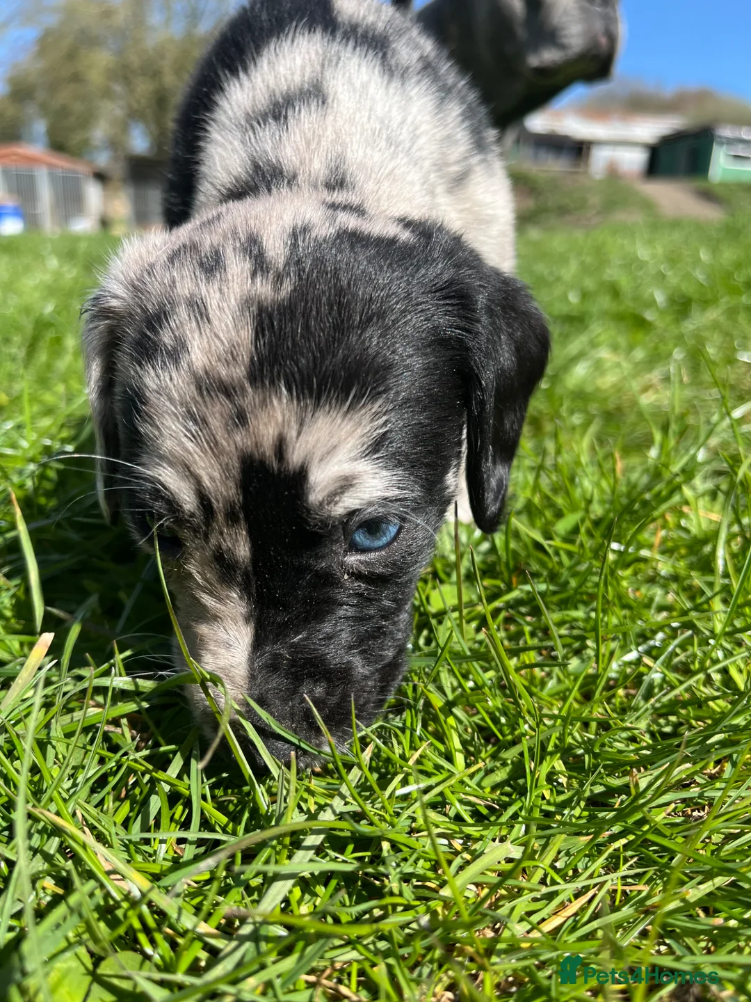 Mixed Breed dogs for sale: Beautiful Merle Lurcher cross puppies - Advert 2