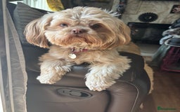 Shih Tzu dogs for sale: Imperial shih tzu puppies - Image 6