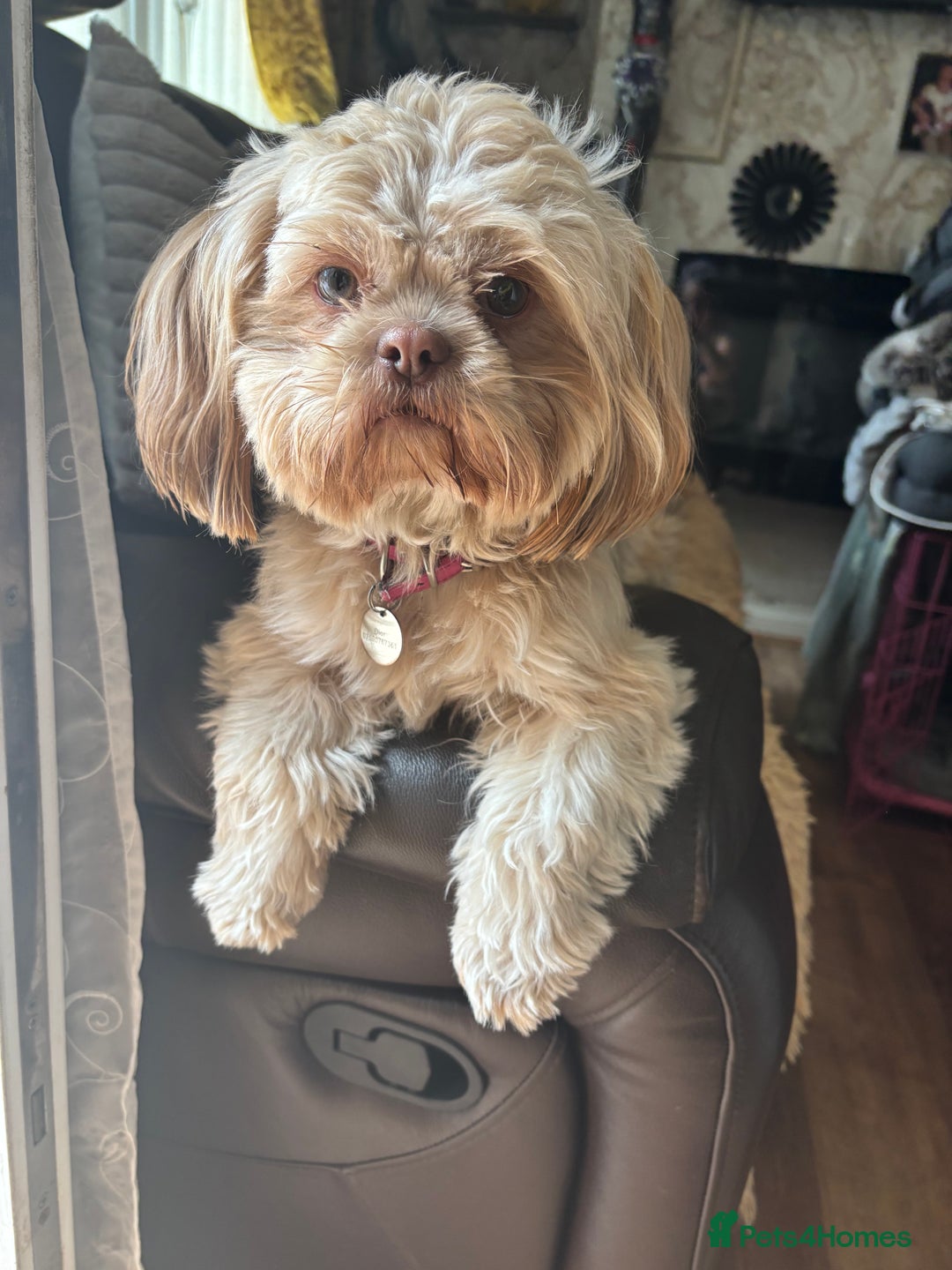 Shih Tzu dogs for sale: Imperial shih tzu puppies - Image 6