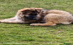 German Shepherd dogs for sale: German Shepherd puppy - Image 12