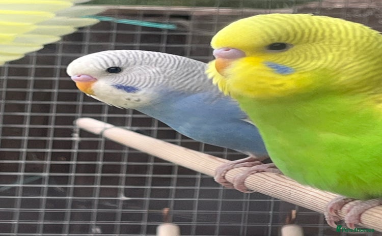 Budgerigars birds - Advert 4