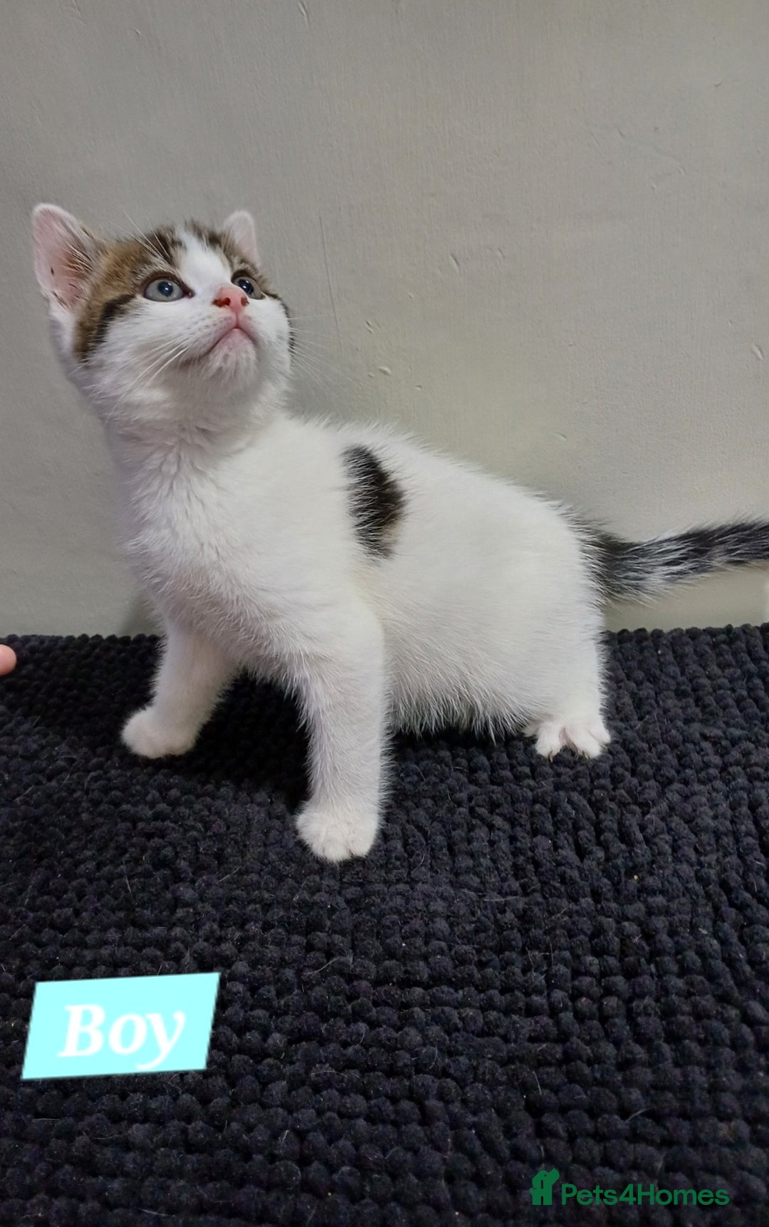 Mixed Breed cats for sale: Ready Tabby & White kitties - Advert 4