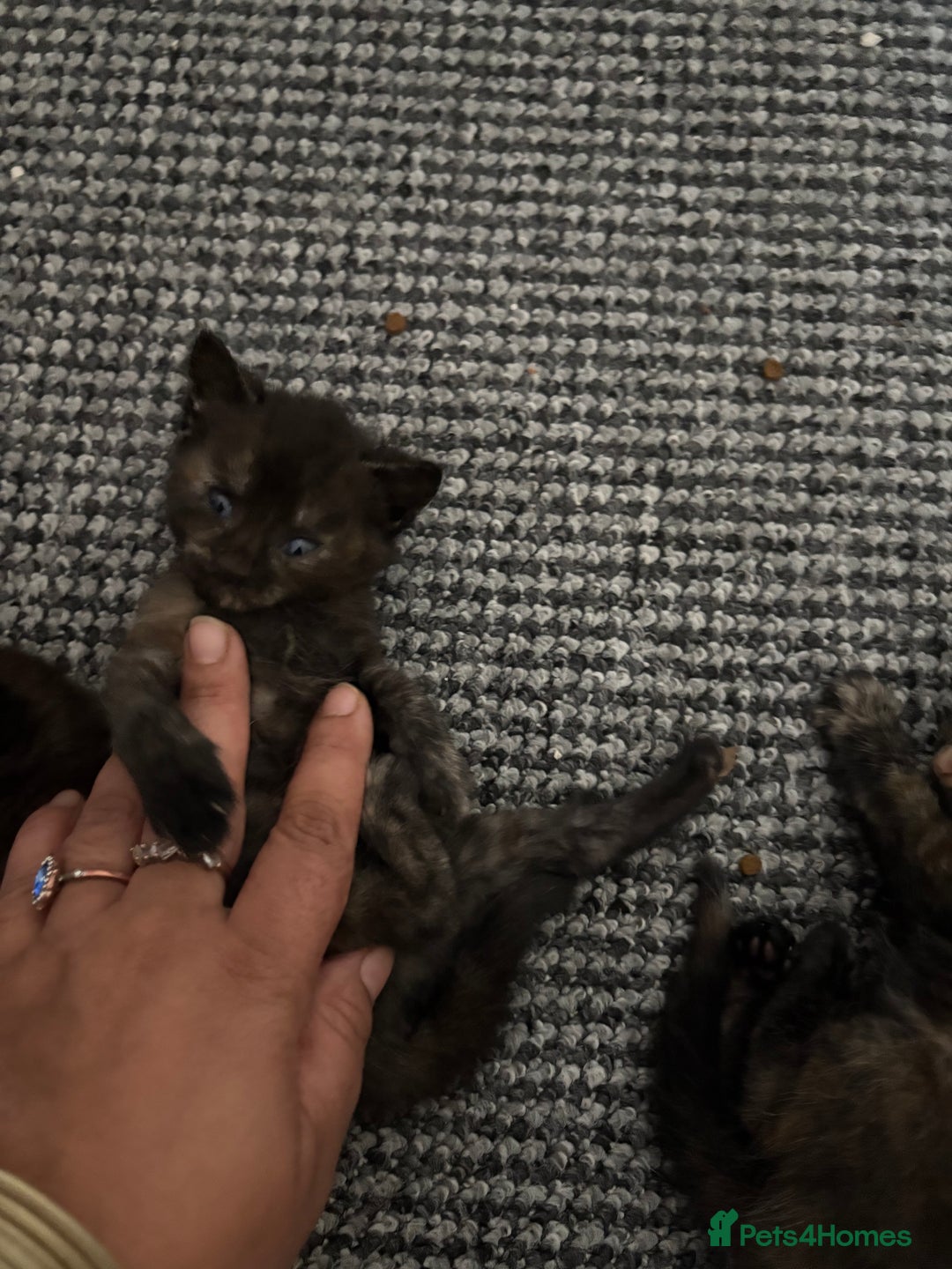 Mixed Breed cats for sale: Beautiful kitten  - Image 4