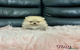 Pomeranian dogs for sale: 🔥Very Tiny🧸 Top Quality  - Image 25