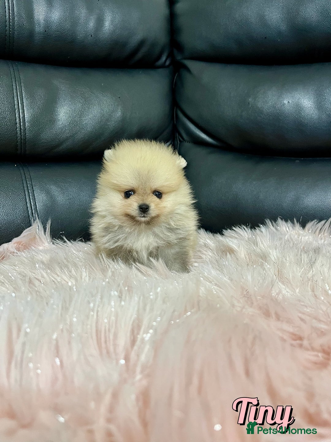 Pomeranian dogs for sale: 🔥Very Tiny🧸 Top Quality  - Image 25
