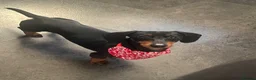 Miniature Dachshund dogs for stud: Black and Tan smooth haired miniature dachshund - Advert 4