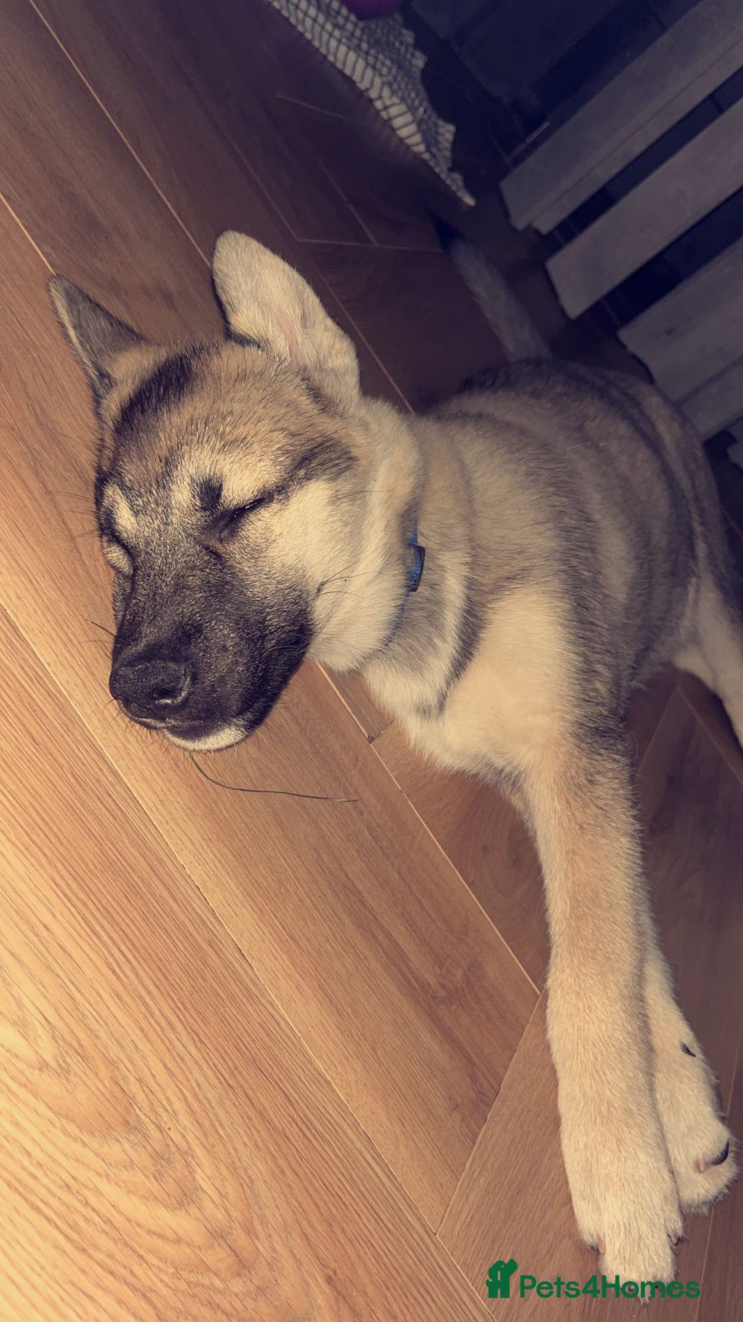 Shepsky dogs for sale: Shepsky ‘scrappy’ 3years  - Advert 5