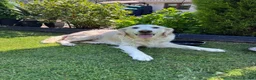 Mini Goldendoodle dogs for sale: Miniature Golden Doodle - Advert 7