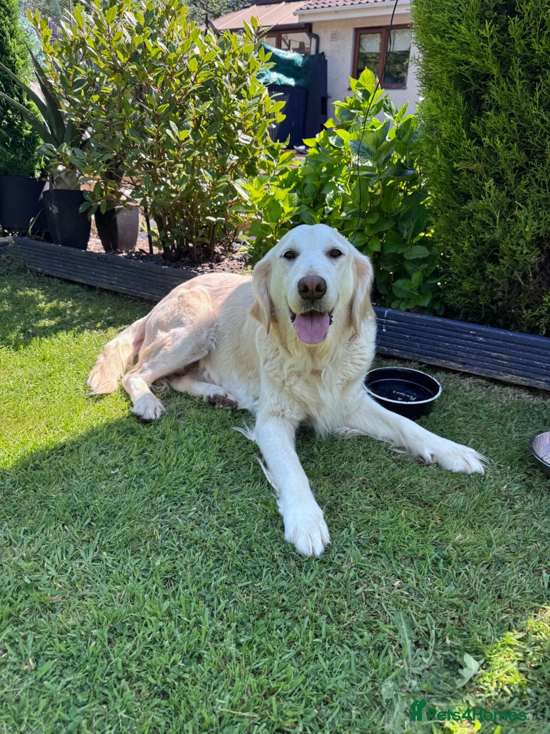 Mini Goldendoodle dogs for sale: Miniature Golden Doodle - Advert 7