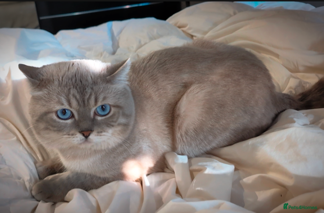 British Shorthair cats for stud: 🏆GCCF & TICA reg🪩BSH COLORPOINT🟥STUD - Advert 11