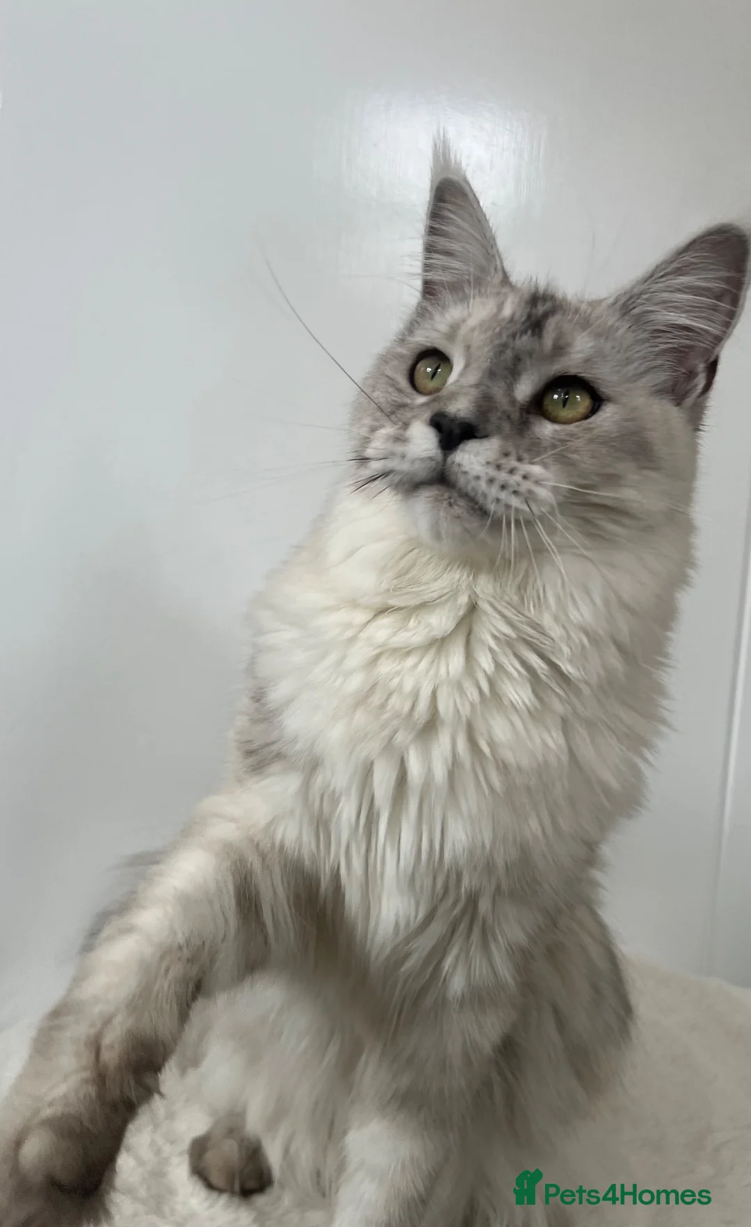 Maine Coon cats for sale: Female cat kitten Maine Coon black silver tabby  - Advert 2