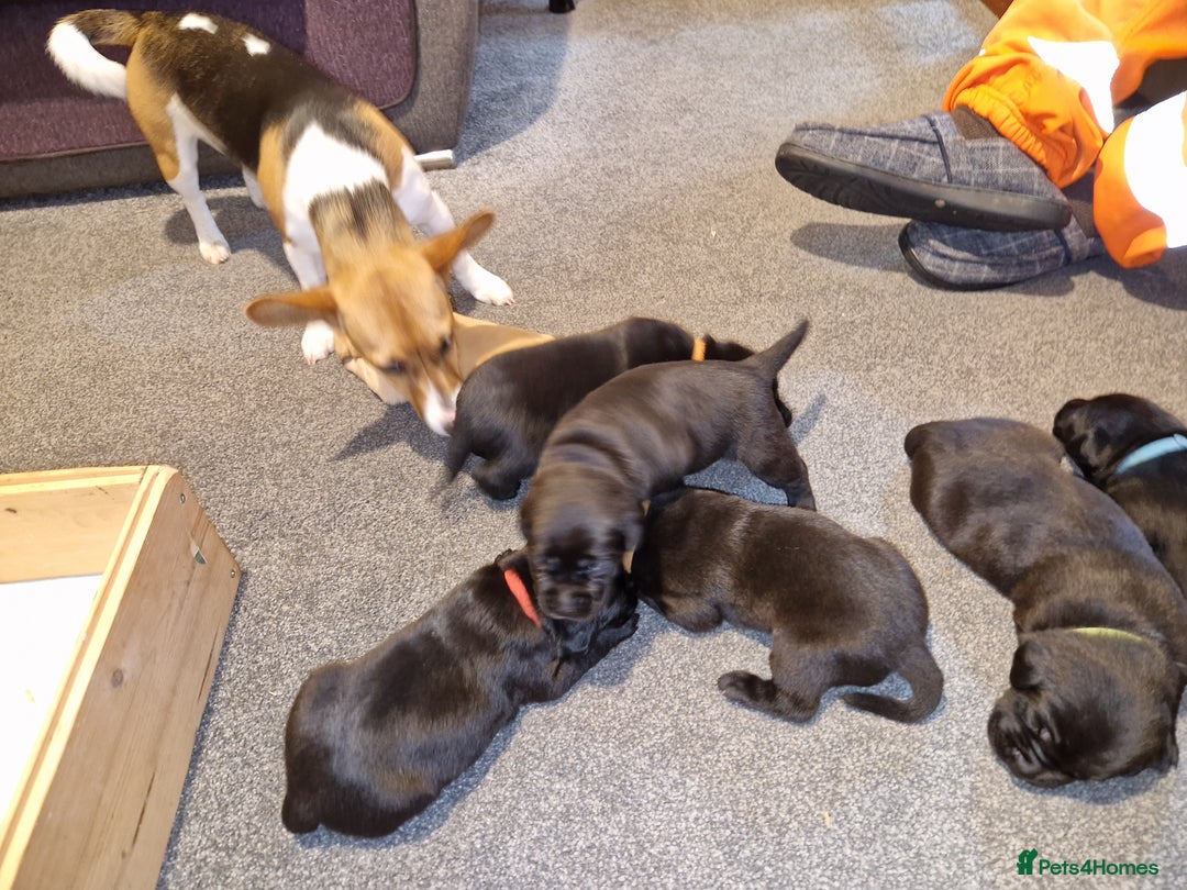 Labrador Retriever dogs for sale: Labrador puppies  - Image 13