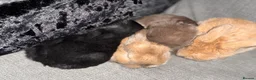 Mini Lop rabbits for sale: Beautiful Mini Lops to reserve  - Advert 27