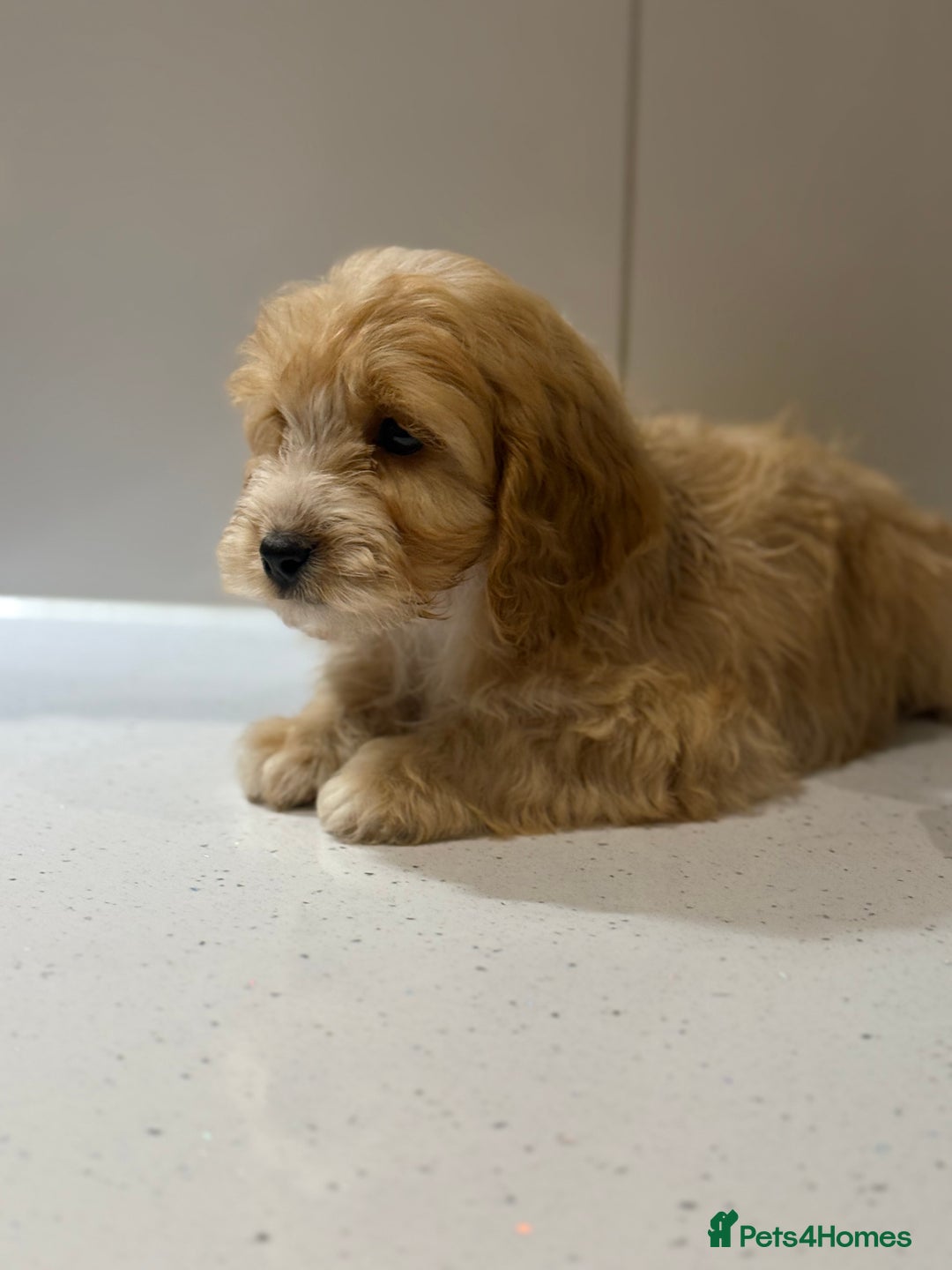 Cavapoo dogs for sale: F1 CAVAPOOS BOYS AND GIRLS - Advert 6