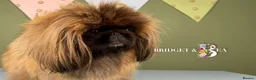 Pekingese dogs for sale: 💙OUTSTANDING QUALITY BOY 💙 champion lines in Gateshead - Advert 2