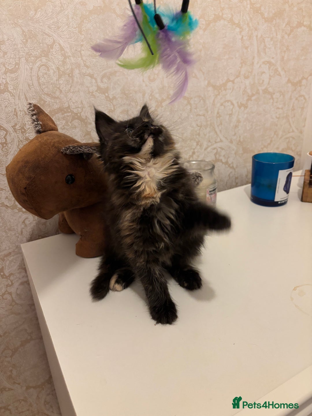 Maine Coon cats for sale: Maine Coon Kitten 🐾 LAST CHANCE – £850 🐾  - Advert 3