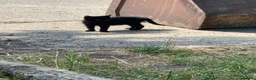 Domestic Shorthair cats for sale: Beautiful kittens looking for new homes - Advert 5