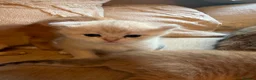Scottish Fold cats for sale: Scottish fold kittens  in Haslemere - Advert 7