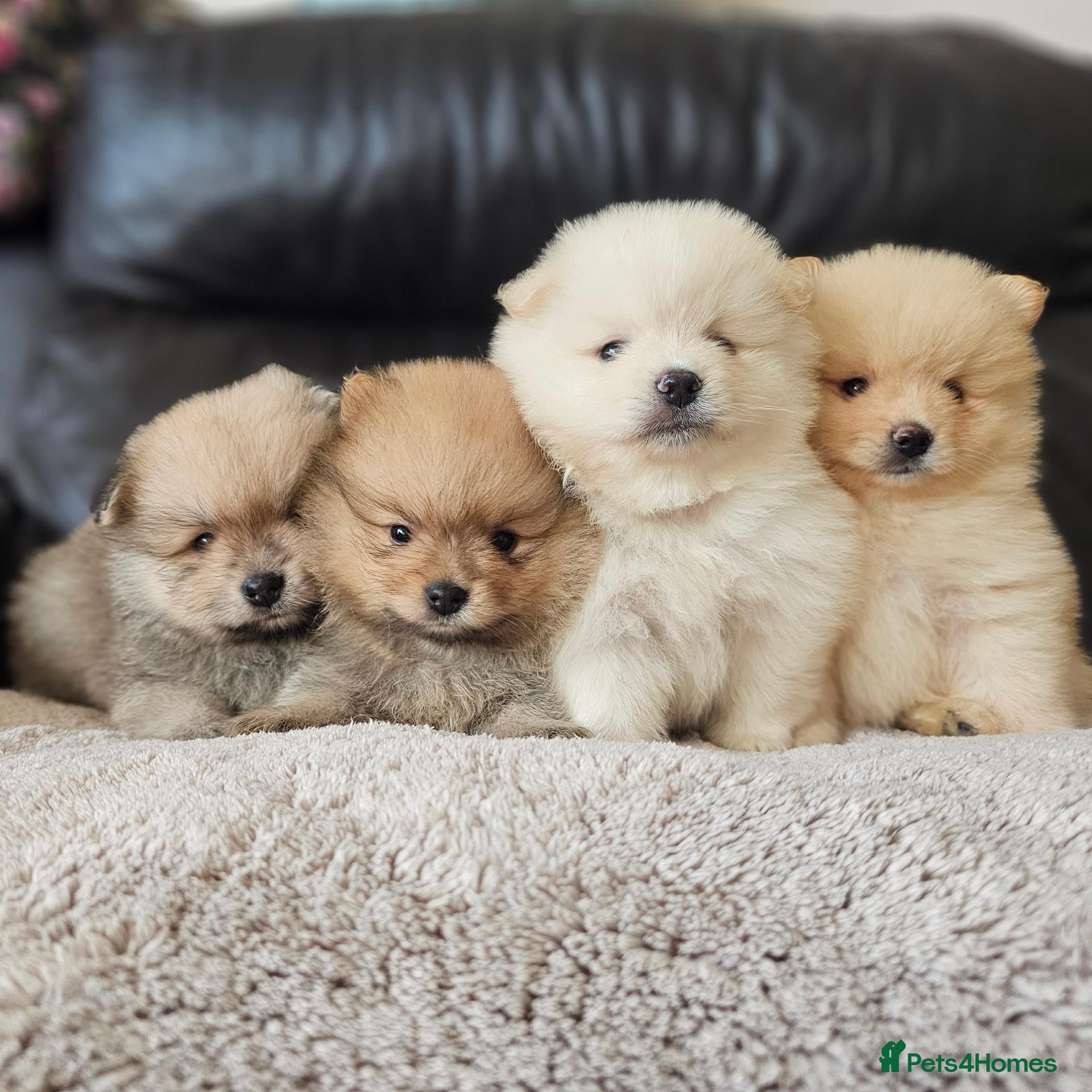 Pomeranian dogs Beautifull litter of full pomeranians - Advert 17