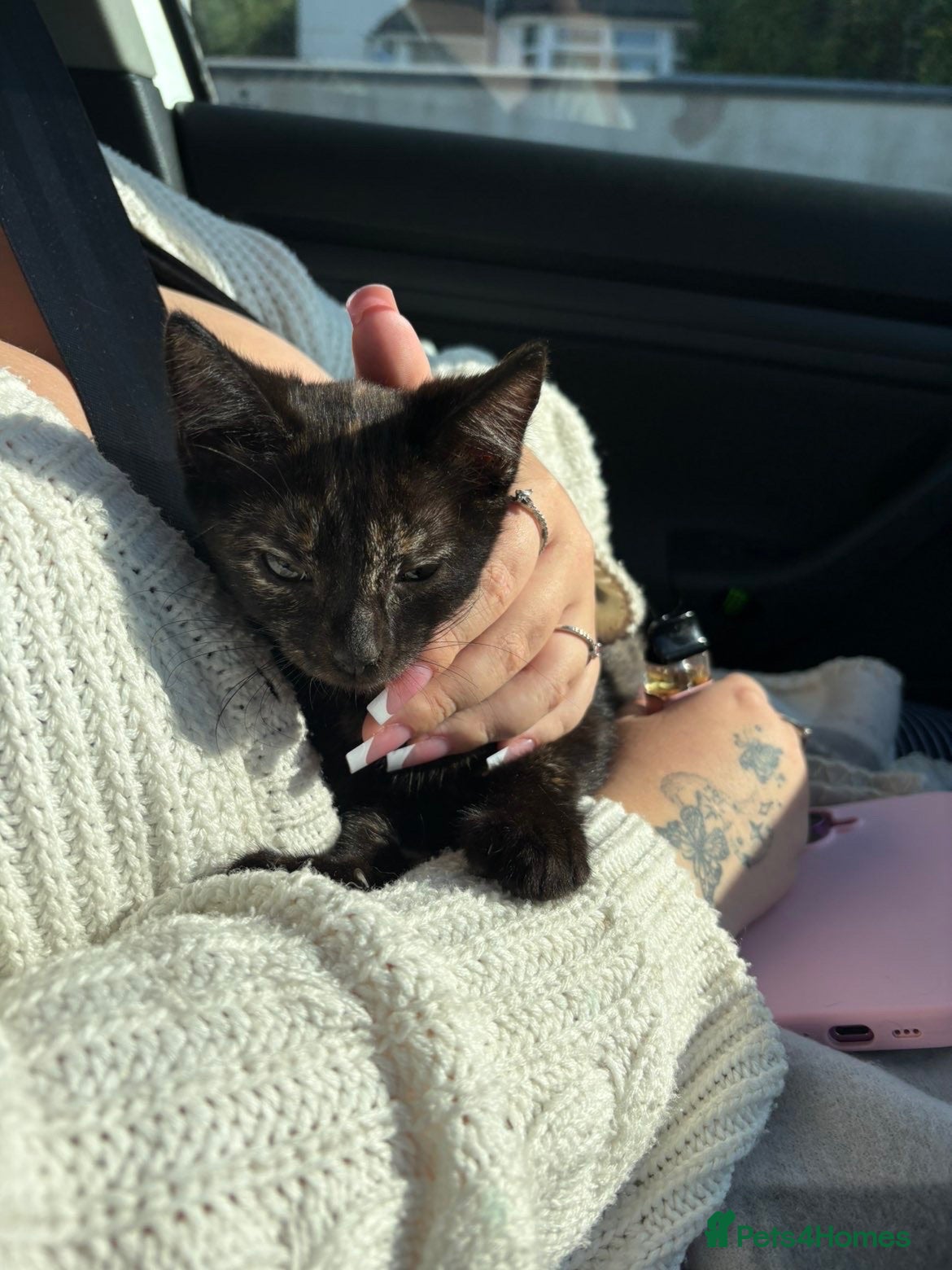 Mixed Breed cats beautiful tortoise shell female kitten - Advert 3