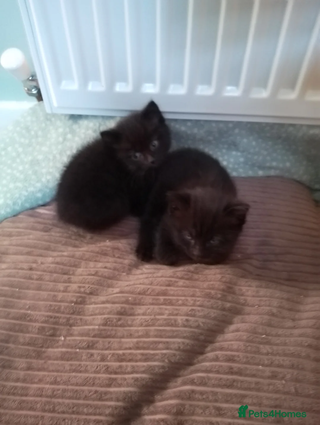 Mixed Breed cats for sale: Beautiful kittens  - Advert 3