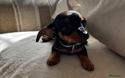Miniature Dachshund dogs for sale: Miniature dachshunds - Image 35