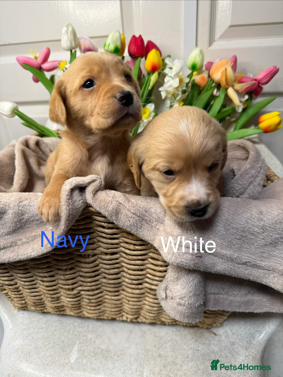 Goldador dogs for sale: Adorable Goldador puppies for sale - Advert 2