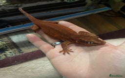 Gecko reptiles for sale: 2 crested geckos & 2 gargoyle geckos with setups - Image 3