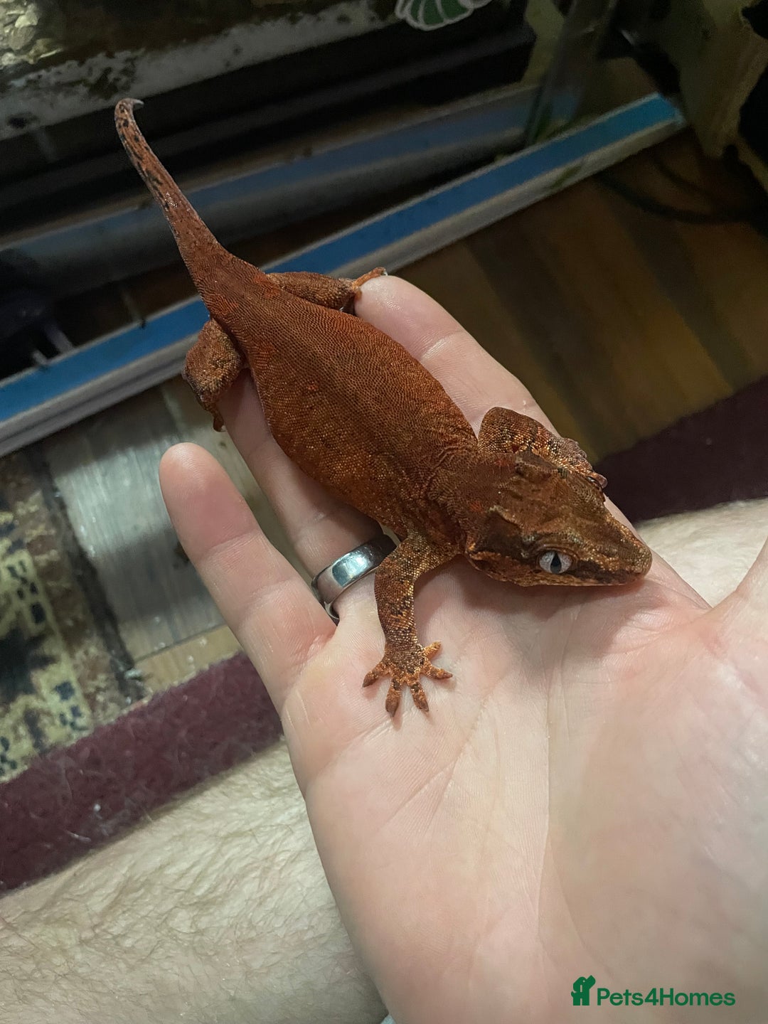 Gecko reptiles for sale: 2 crested geckos & 2 gargoyle geckos with setups - Image 3